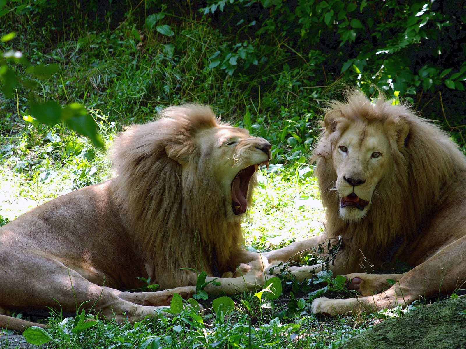 Nehru Zoological Park